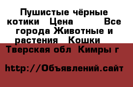 Пушистые чёрные котики › Цена ­ 100 - Все города Животные и растения » Кошки   . Тверская обл.,Кимры г.